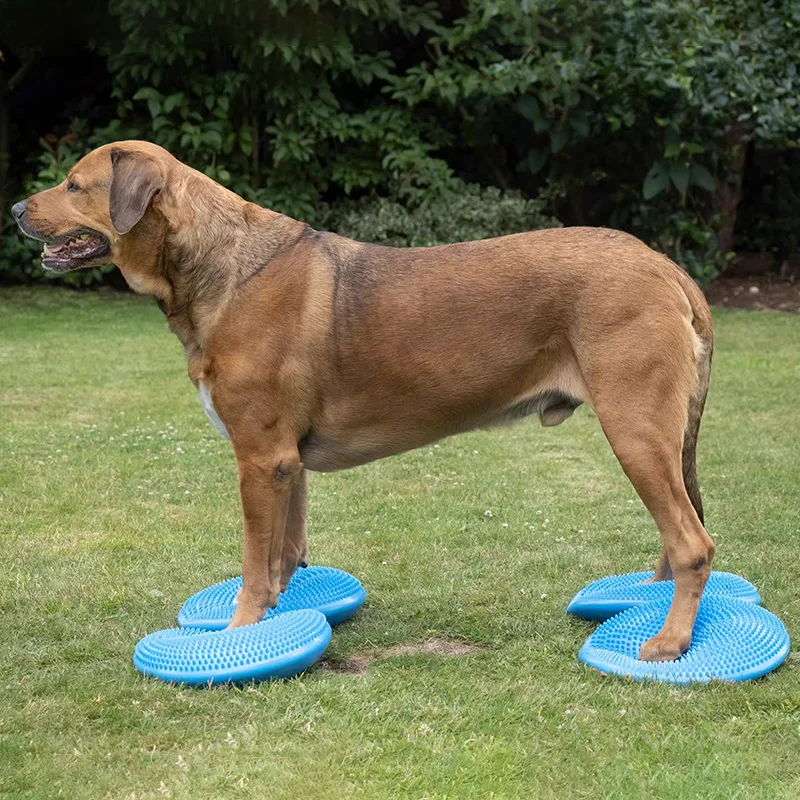 Dogs Training Aids Balance Fly - Flying Disc Dog Training Toy 评论和价格