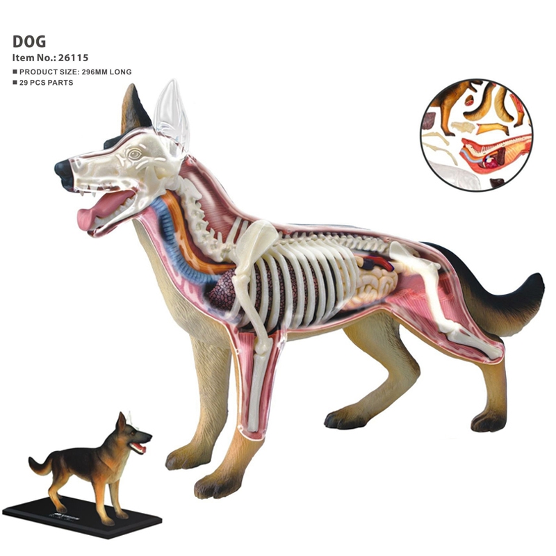 Animal Organ Anatomy Model 4D  - Dog Toys 评论和价格